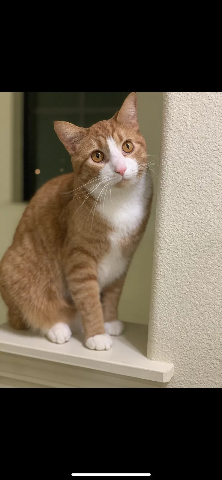 Lost cat in Cape Coral, FL, 33991