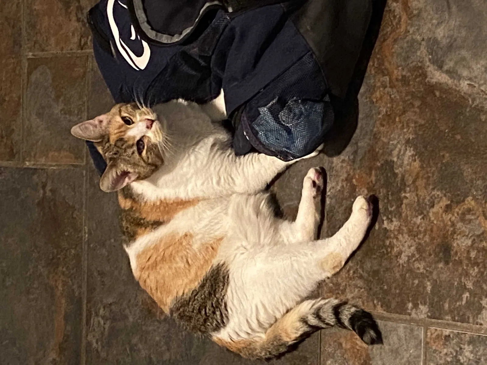 Lost cat in Birmingham, AL, 35223