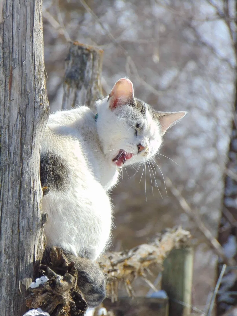 Lost cat in Welch, MN, 55089
