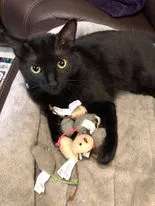 Lost cat in Pflugerville, TX, 78660
