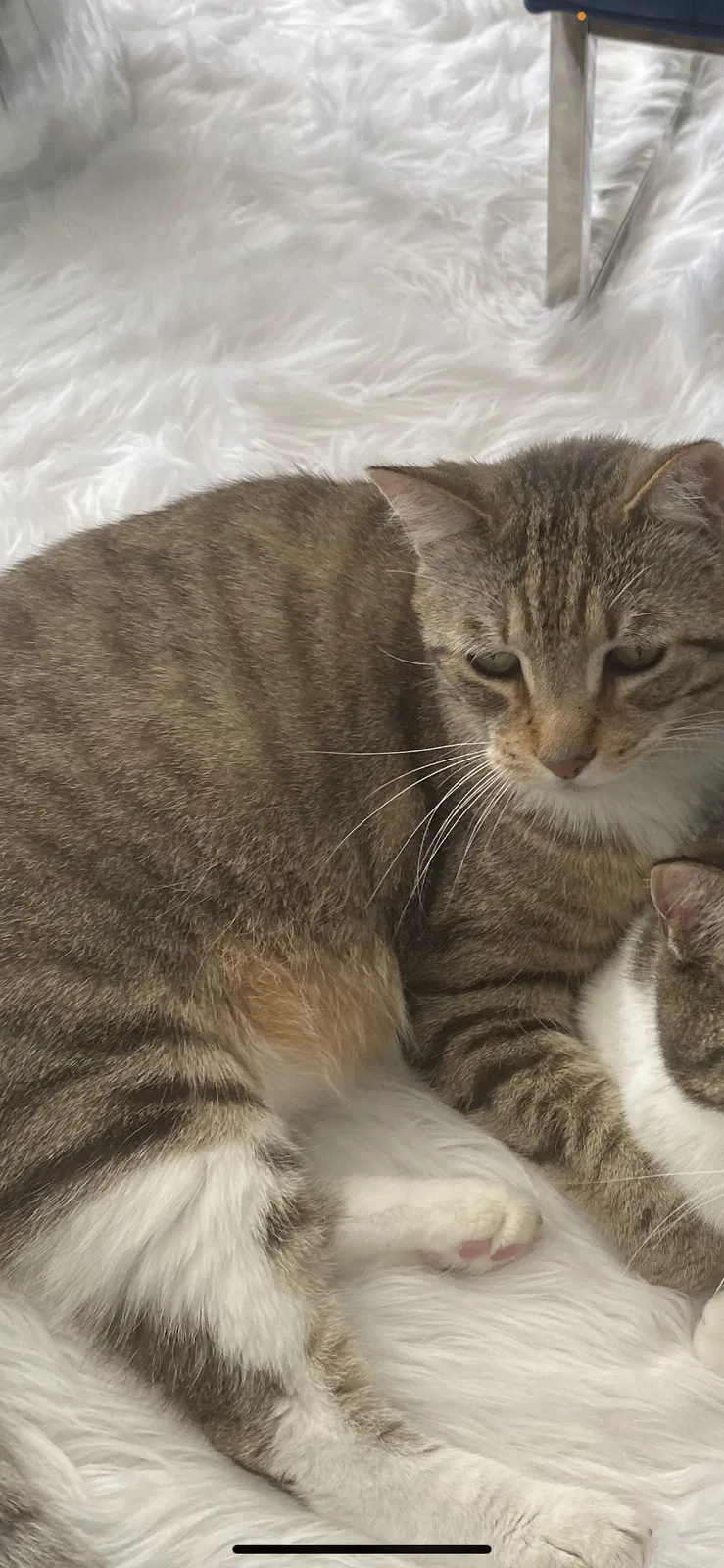 Lost cat in Pompano Beach, FL, 33067