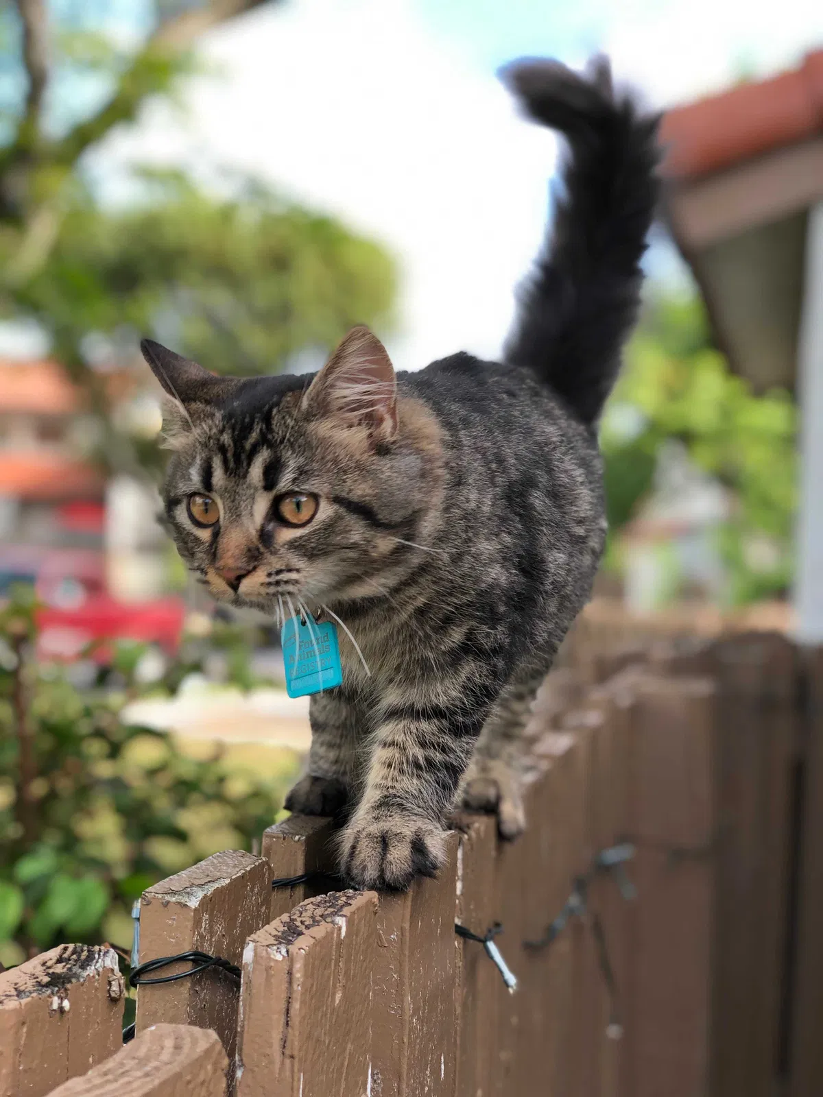Lost cat in Miami, FL, 33172