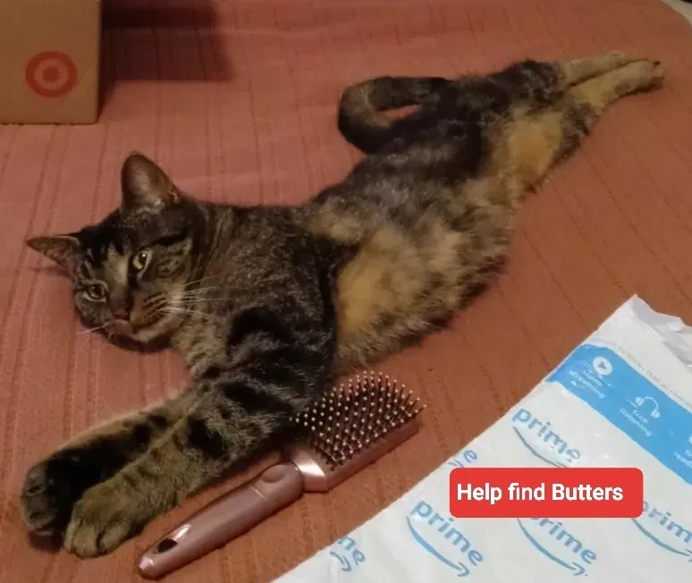 Lost cat in Oregon City, OR, 97045