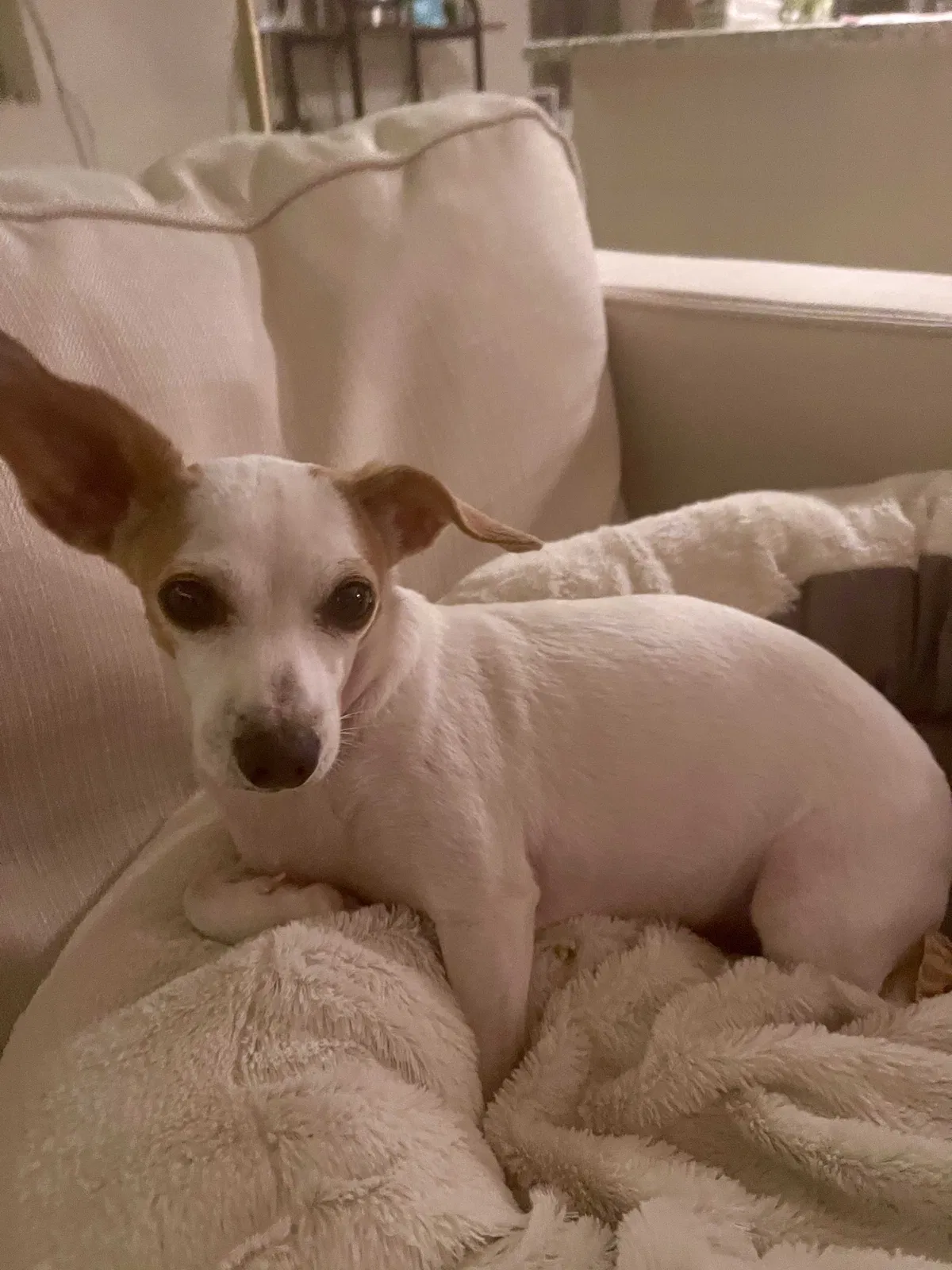 Lost dog in Old Hickory, TN, 37138
