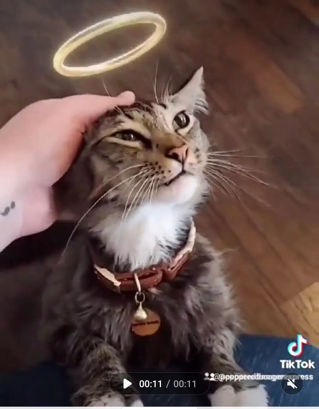 Lost cat in Abilene, TX, 79606