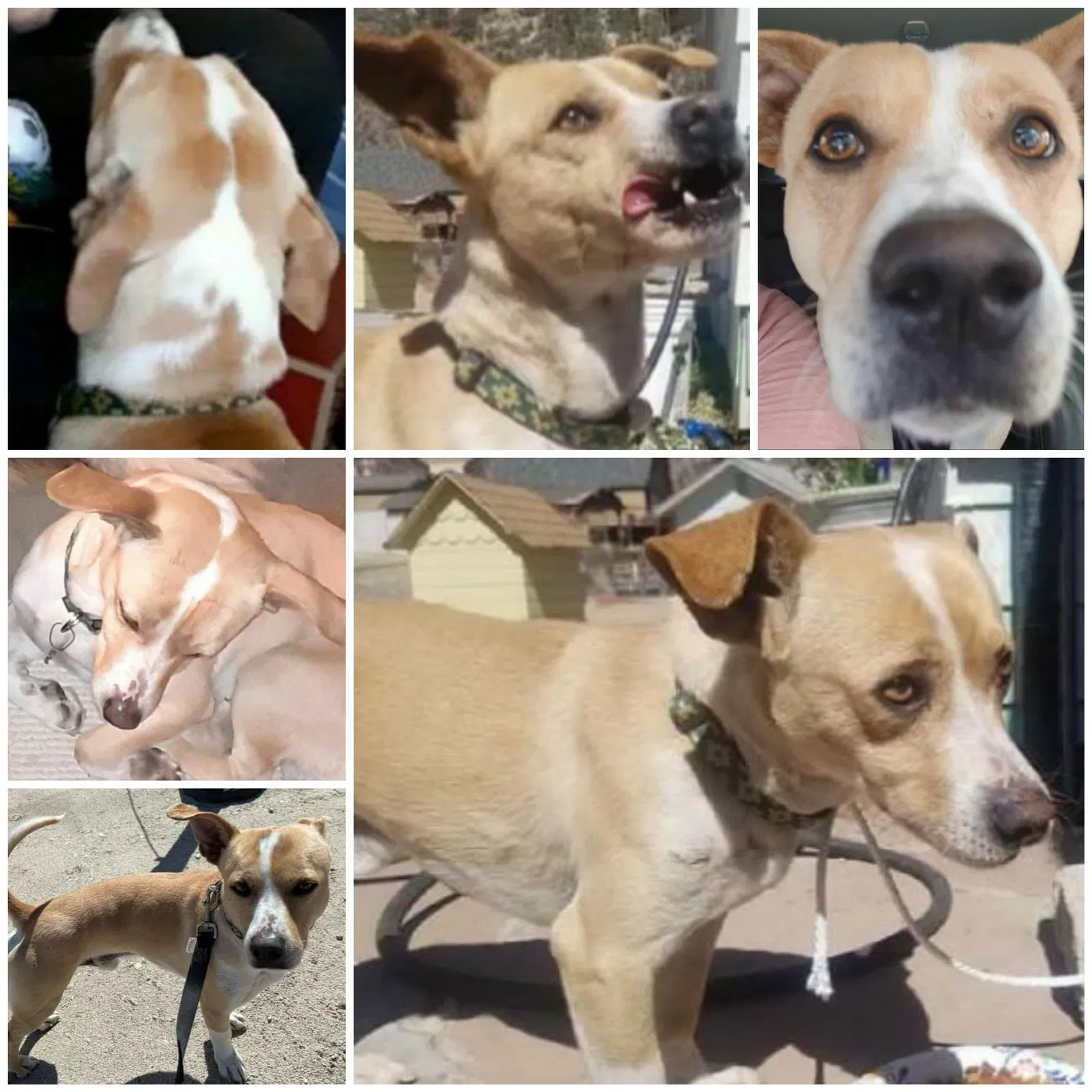 Lost dog in San Diego, CA, 92109