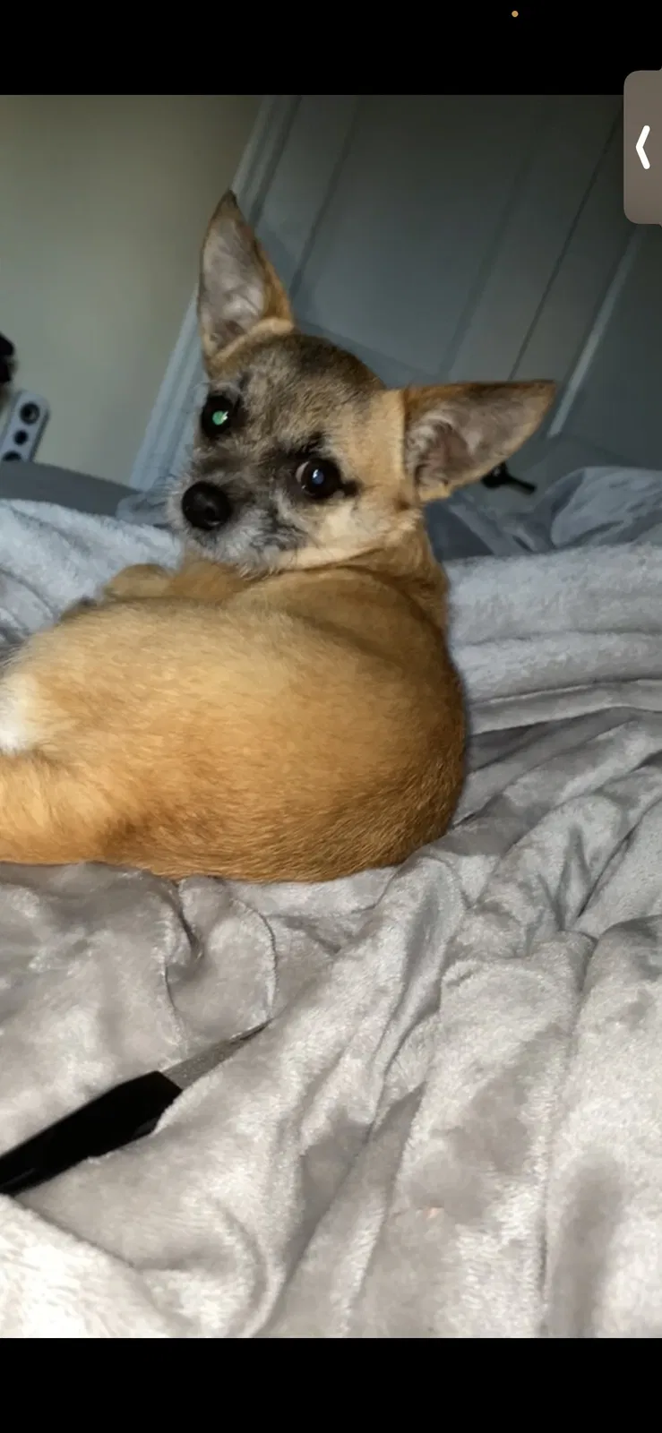 Lost dog in Port Saint Lucie, FL, 34984