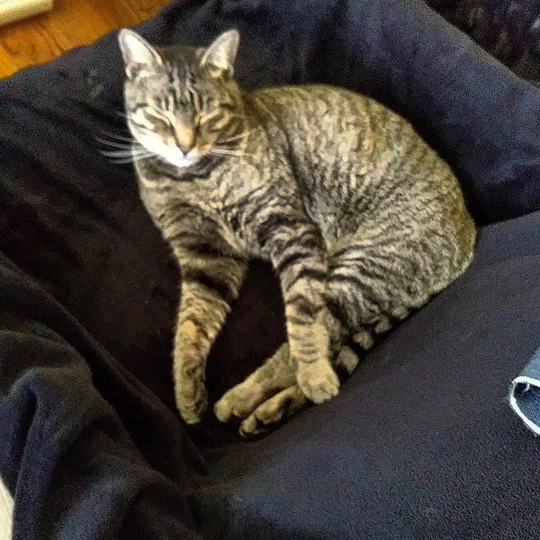 Lost cat in Berlin, CT, 6037