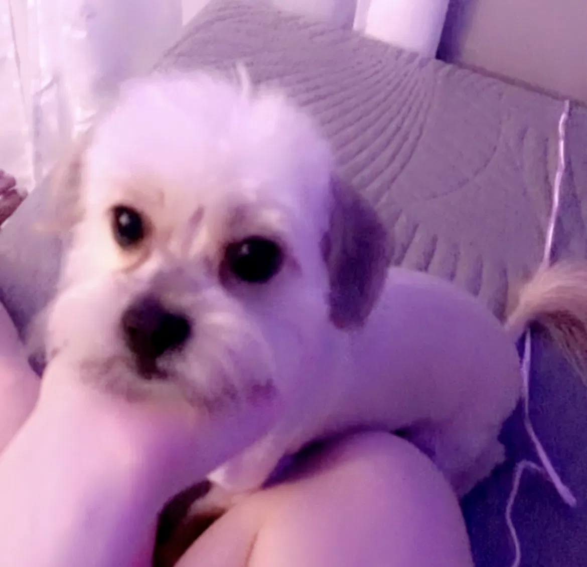 Lost dog in Las Vegas, NV, 89110