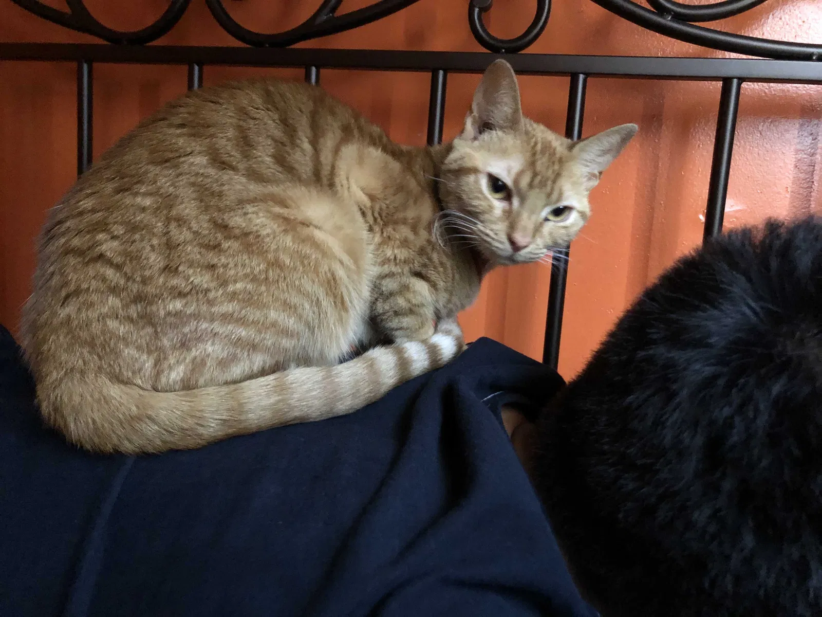 Lost cat in Laredo, TX, 78043