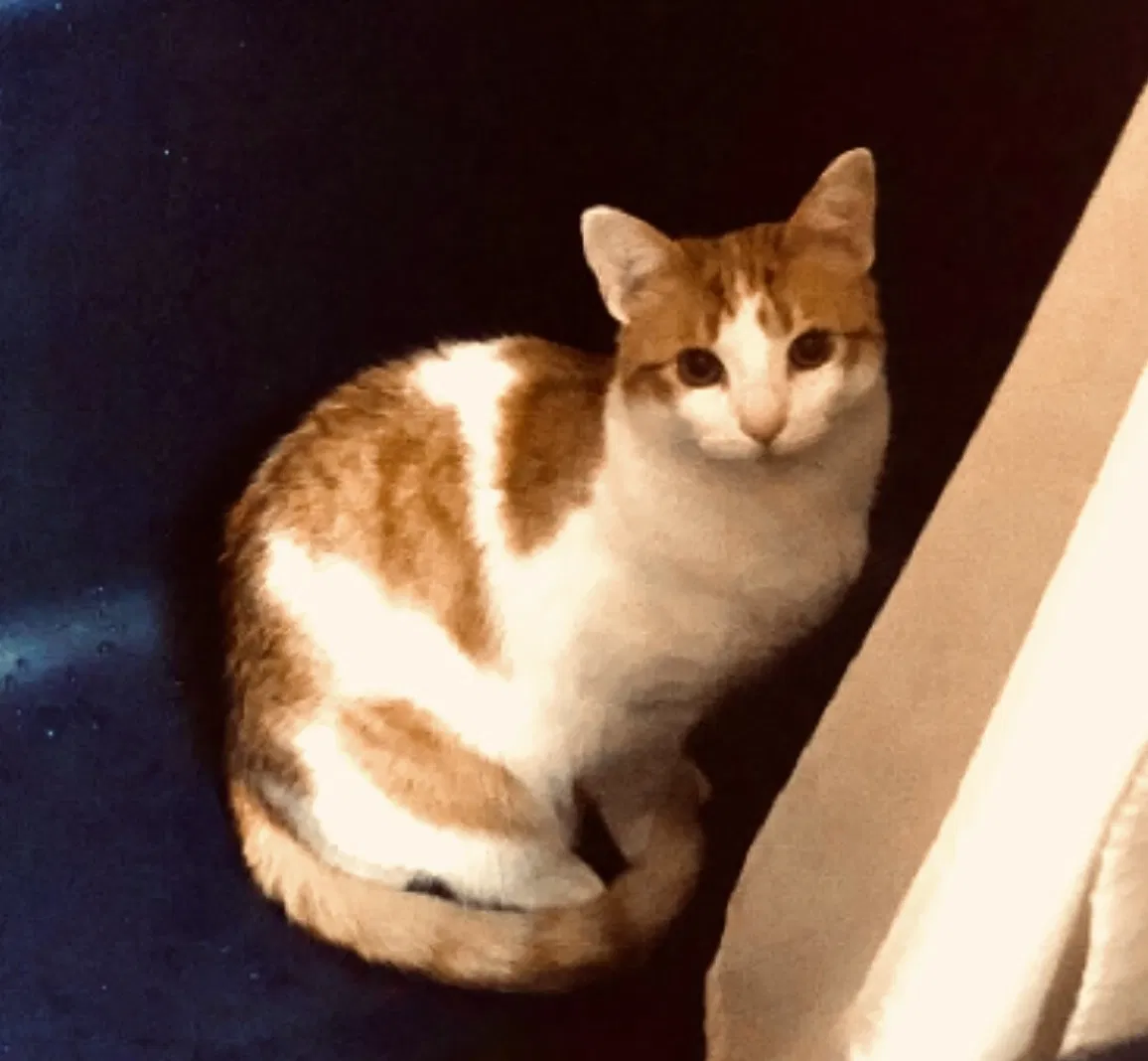 Lost cat in Denver, CO, 80215