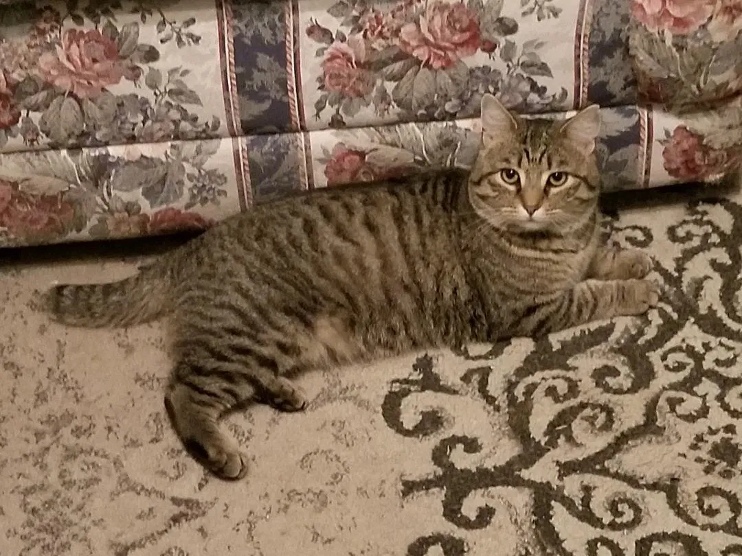 Lost cat in Labadie, MO, 63055