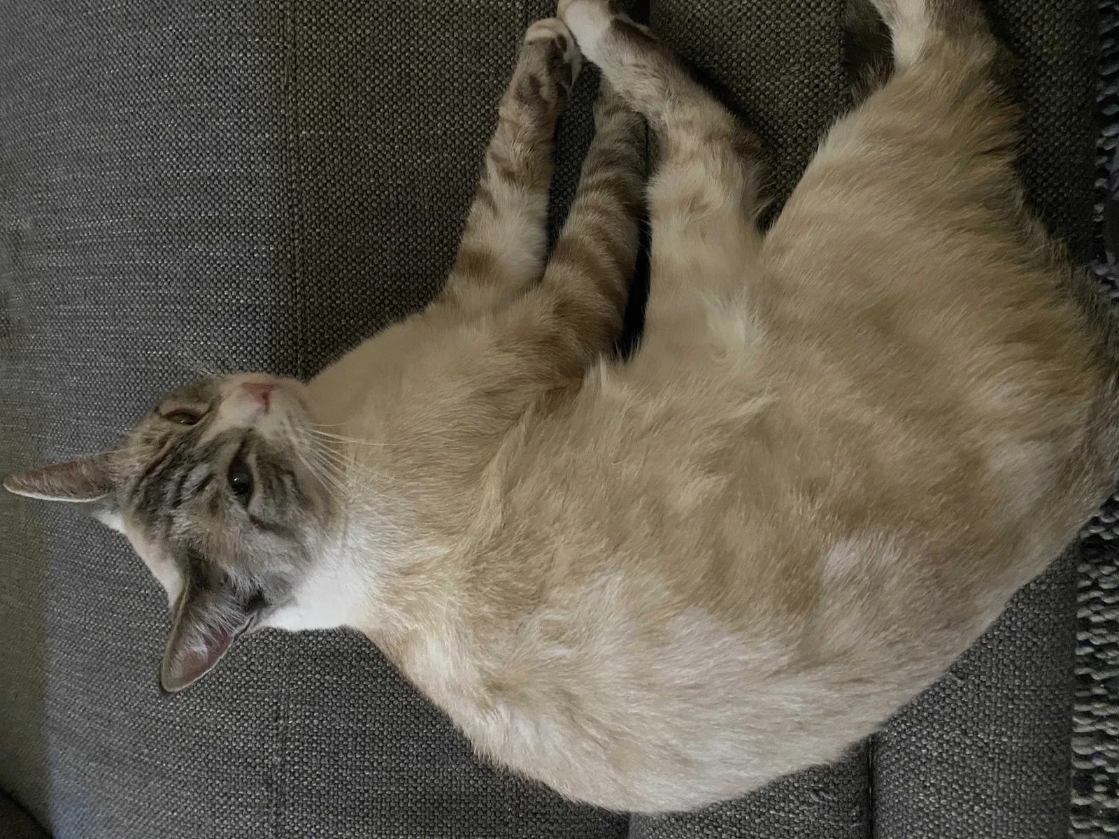 Lost cat in Phoenix, AZ, 85016