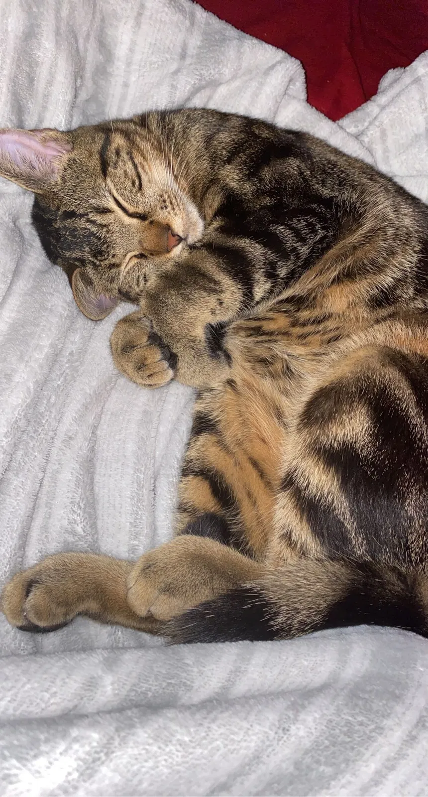 Lost cat in Arlington, TX, 76013
