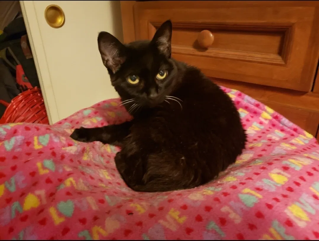 Lost cat in Vista, CA, 92084