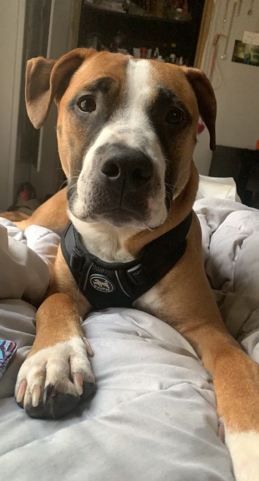 Lost dog in Post Falls, ID, 83854