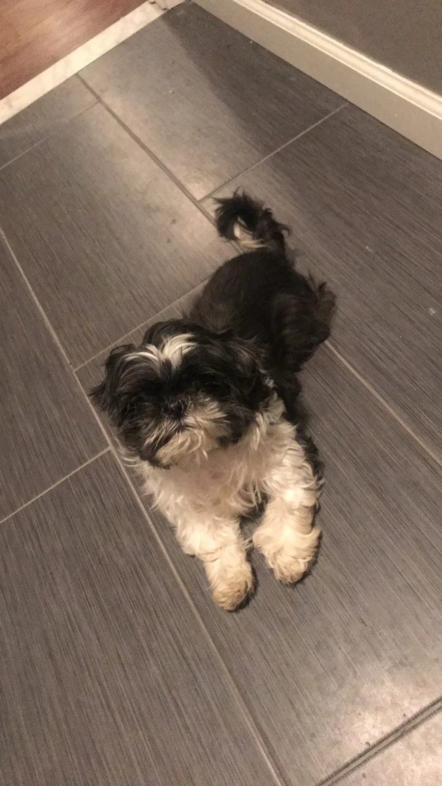 Lost dog in Newburgh, NY, 12550