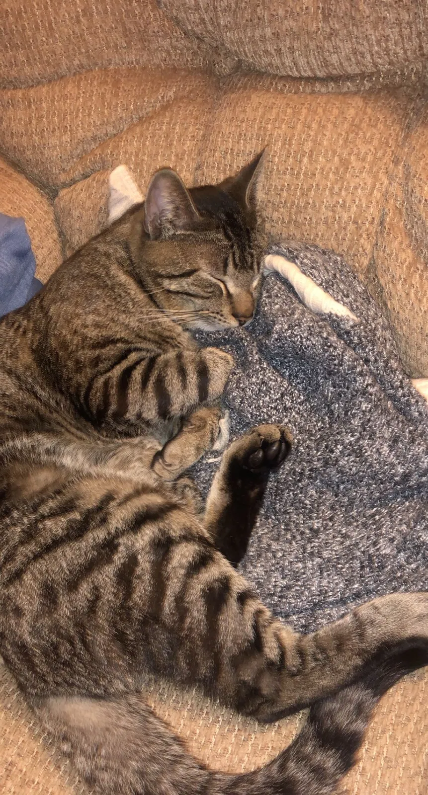 Lost cat in Albany, NY, 12203