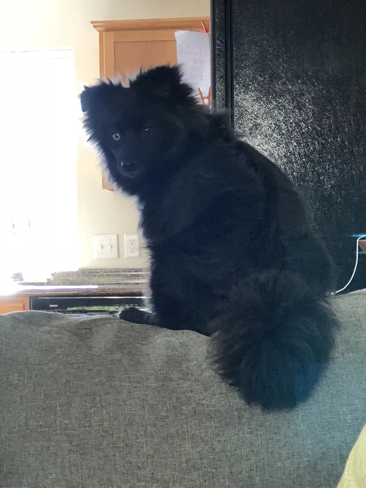 Lost dog in Minneapolis, MN, 55405