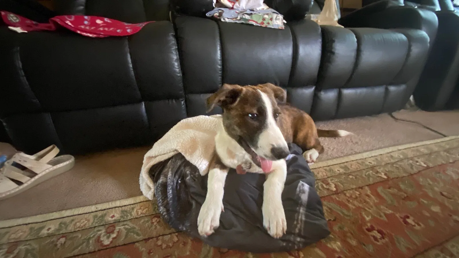 Lost dog in Augusta, GA, 30907