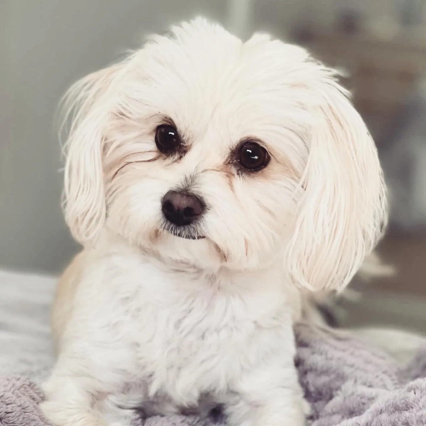 Lost dog in Pacoima, CA, 91331