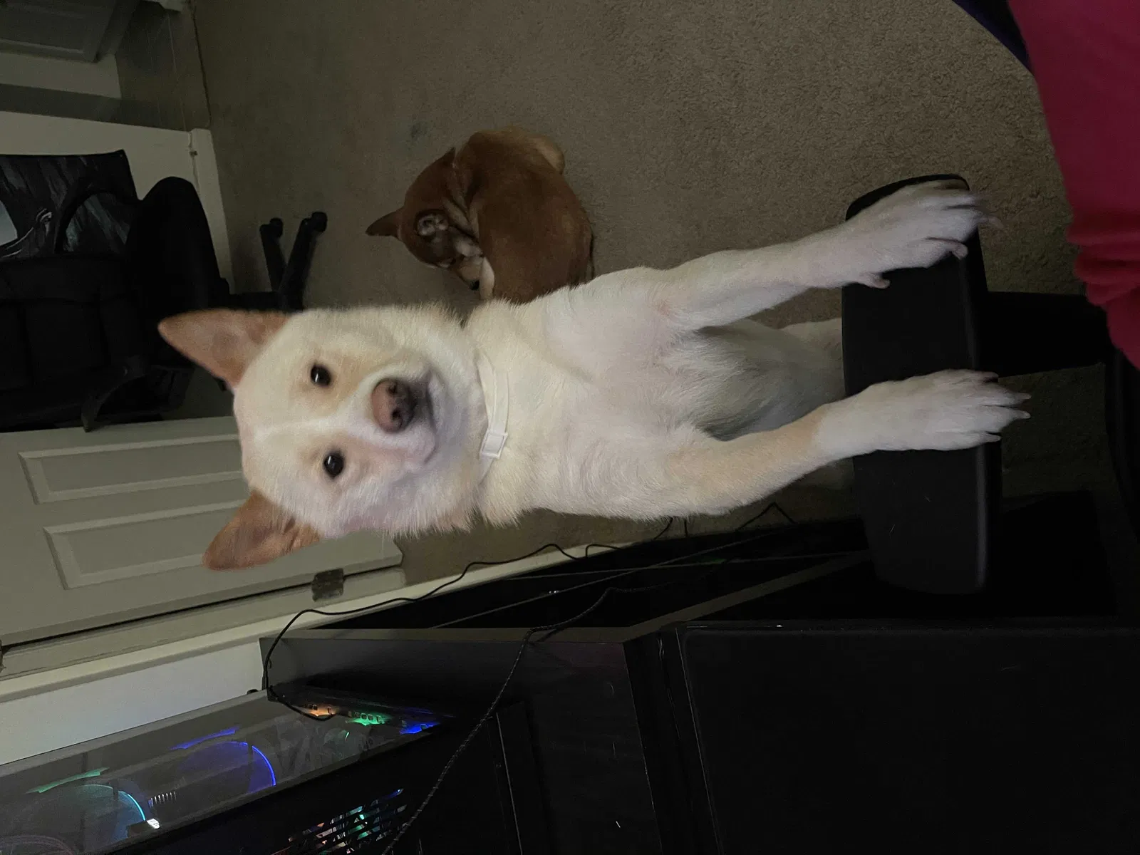 Lost dog in Seymour, TN, 37865