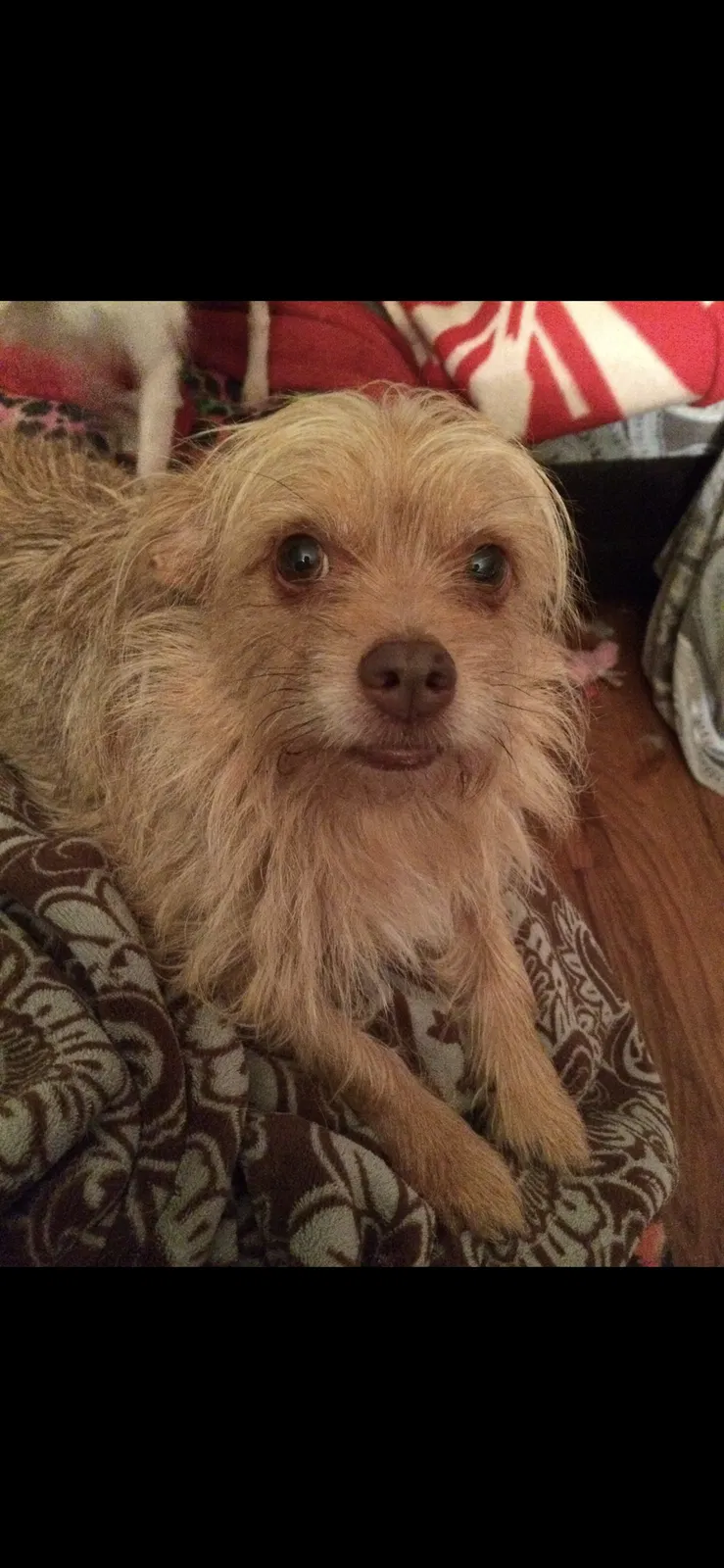 Lost dog in Ooltewah, TN, 37363