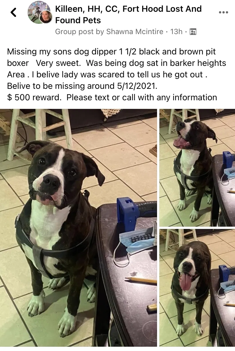 Lost dog in Killeen, TX, 76541