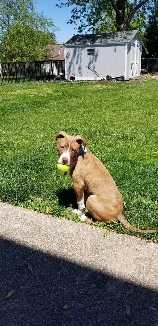 Lost dog in Bowling Green, MO, 63334