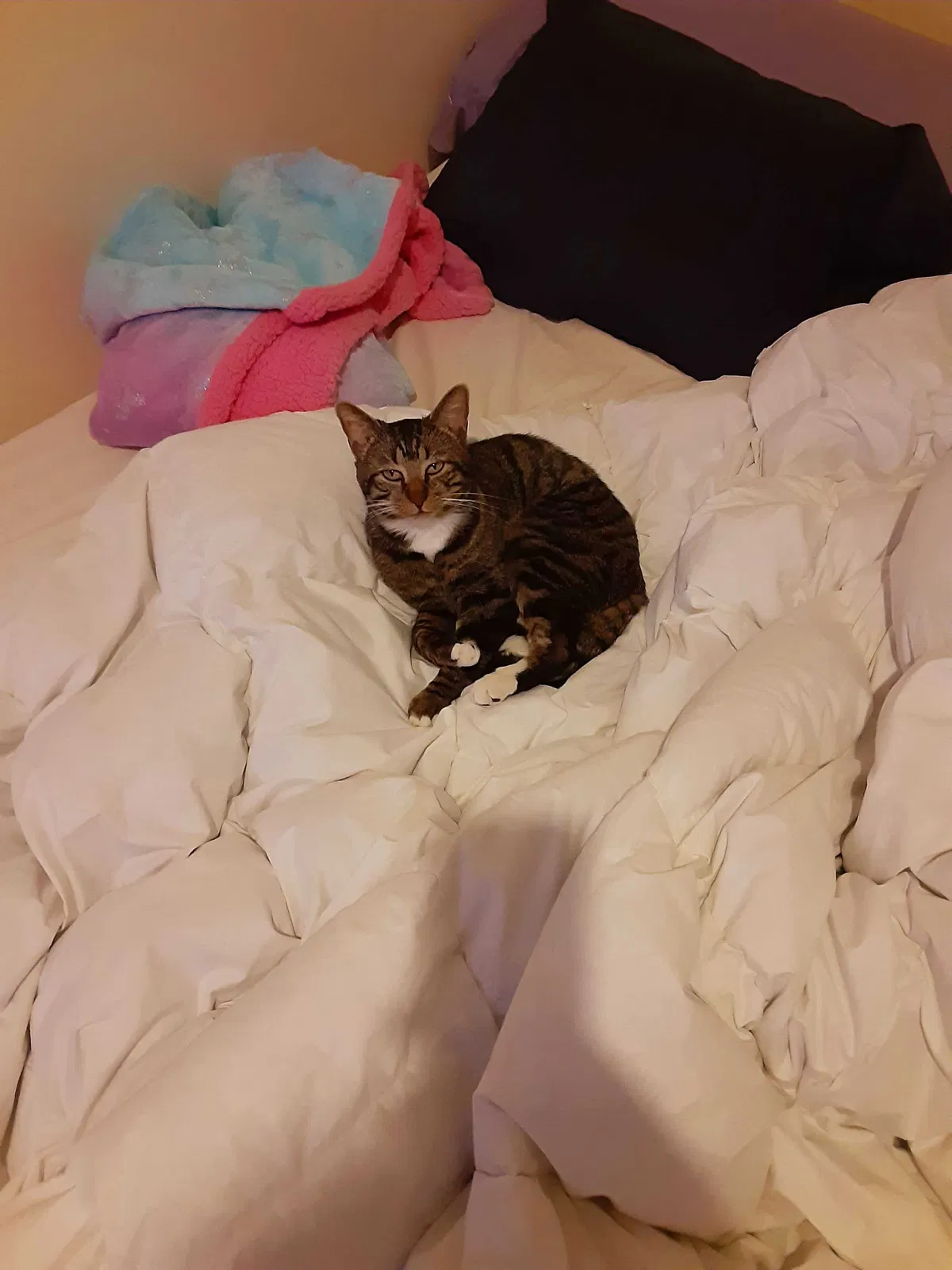 Lost cat in Lebanon, OH, 45036