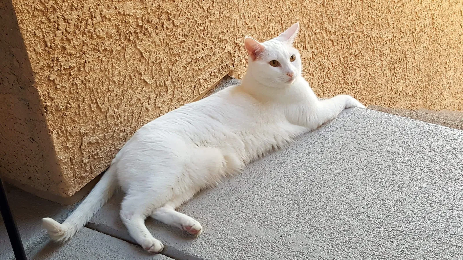 Lost cat in Rexburg, ID, 83440