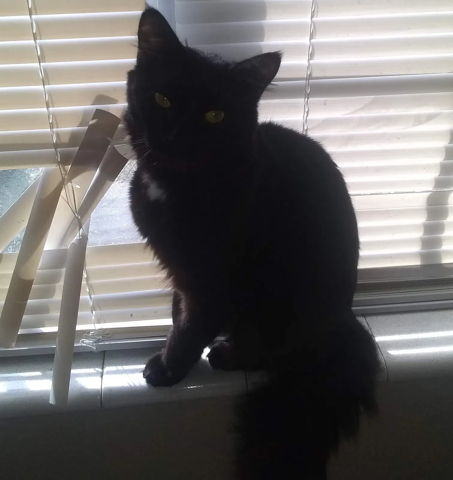 Lost cat in Tallahassee, FL, 32304
