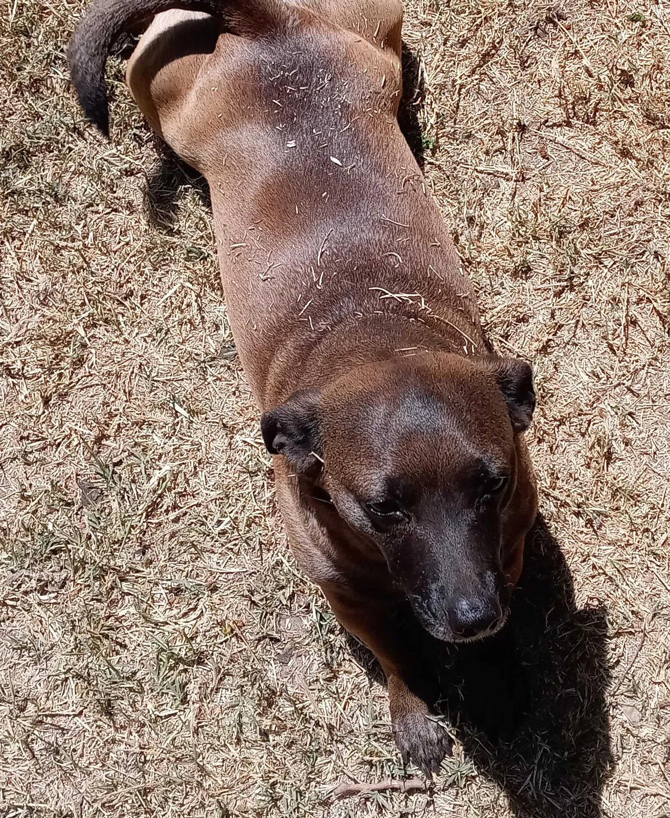 Lost dog in Sun Valley, CA, 91352