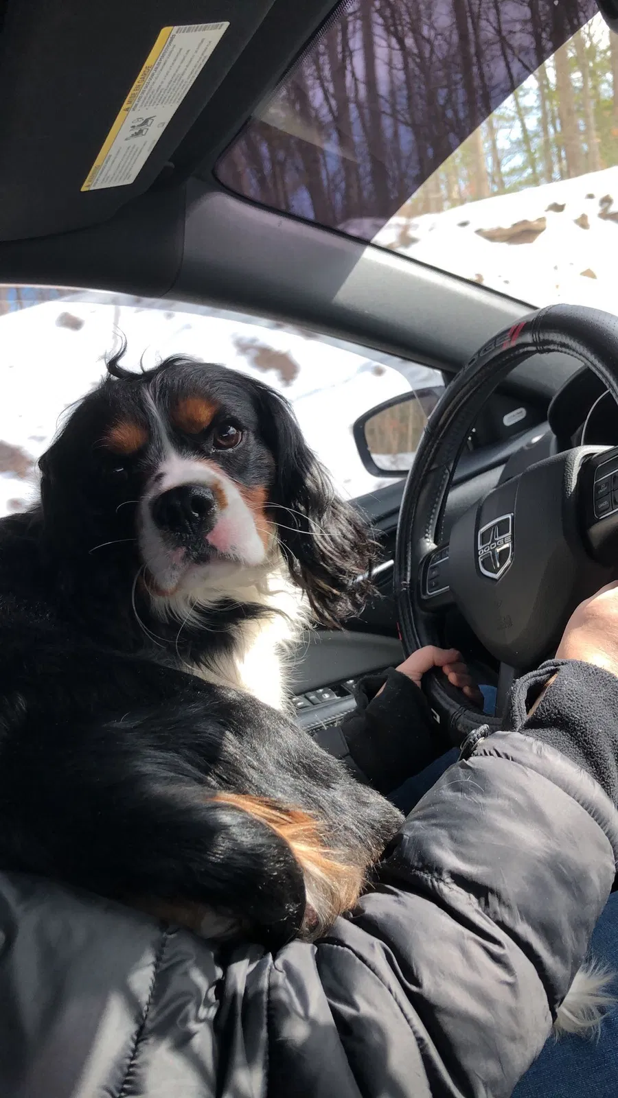 Found dog in Berkeley Springs, WV, 25411
