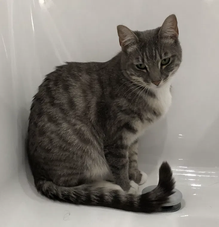 Lost cat in Malibu, CA, 90265
