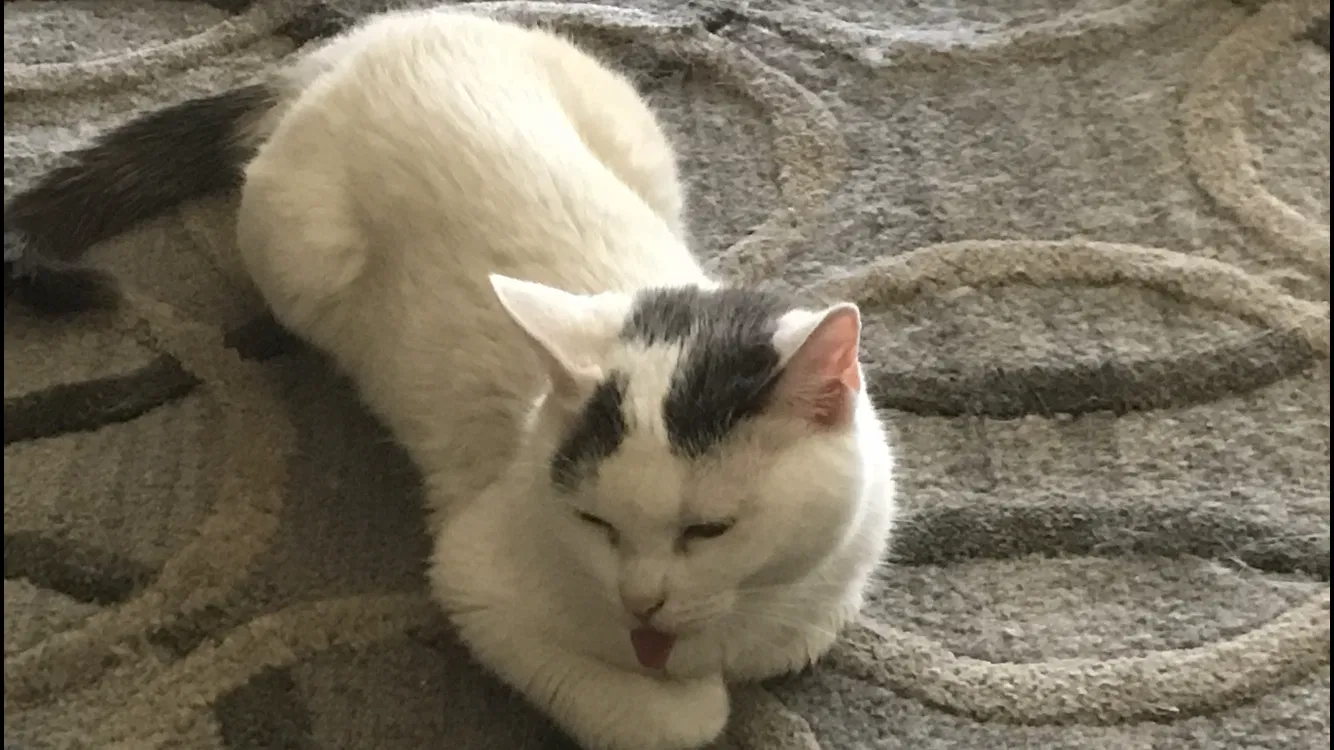 Lost cat in Ogden, UT, 84404