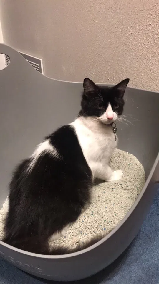 Lost cat in Lake Oswego, OR, 97035