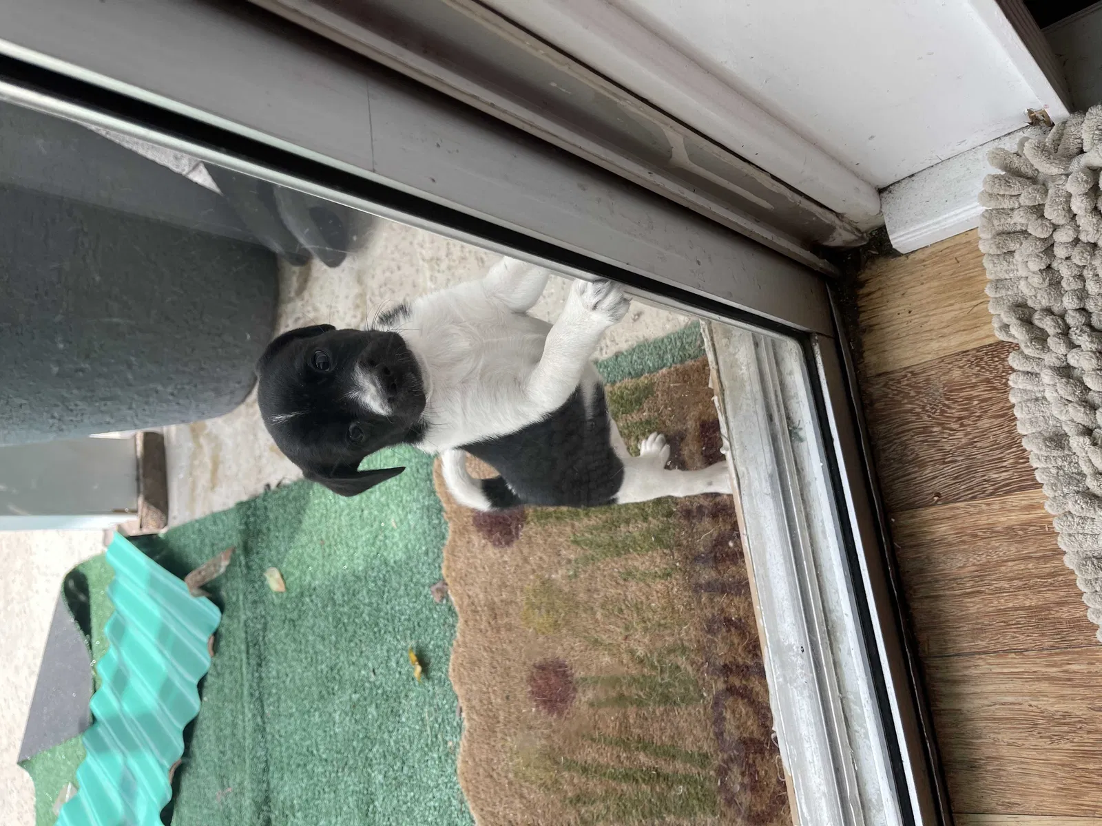 Lost dog in Colton, CA, 92324