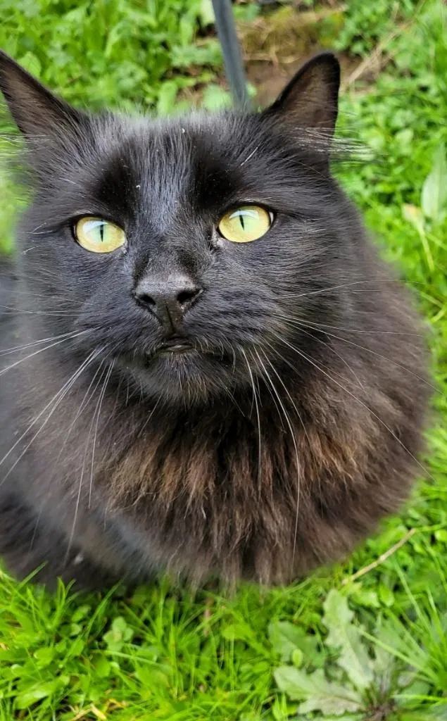Lost cat in Eugene, OR, 97404