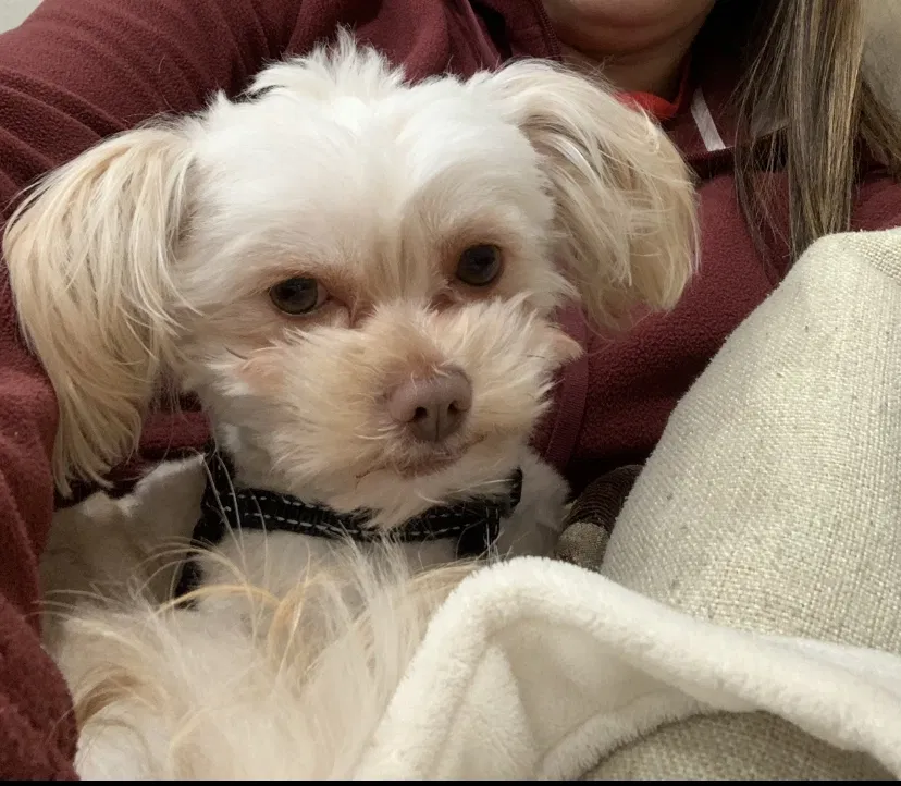 Lost dog in Manteca, CA, 95336
