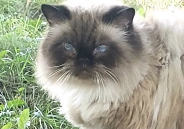 Lost cat in Minneapolis, MN, 55428