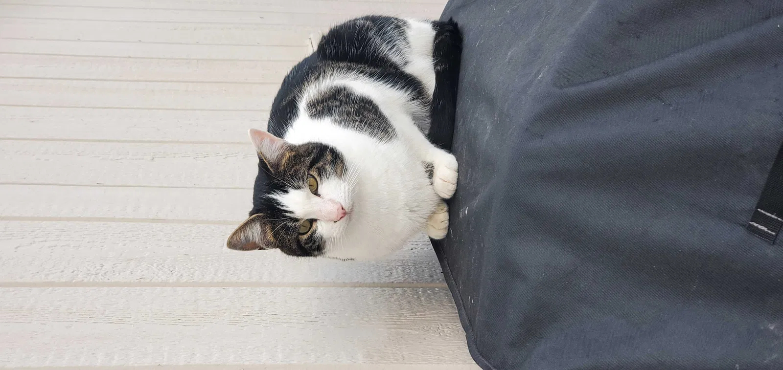Lost cat in Kalispell, MT, 59901