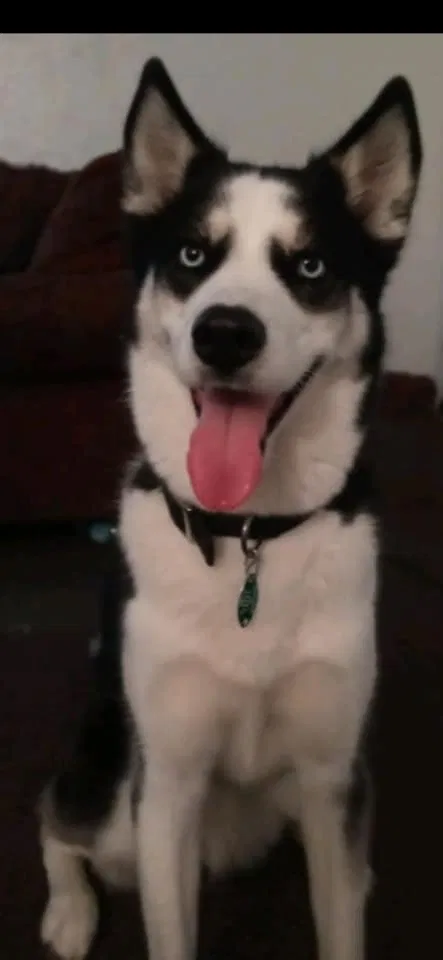 Lost dog in Dayton, OH, 45424