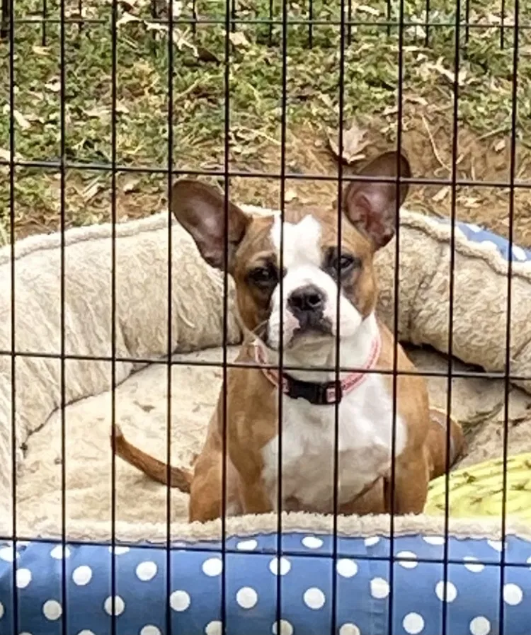 Lost dog in Newark, DE, 19702