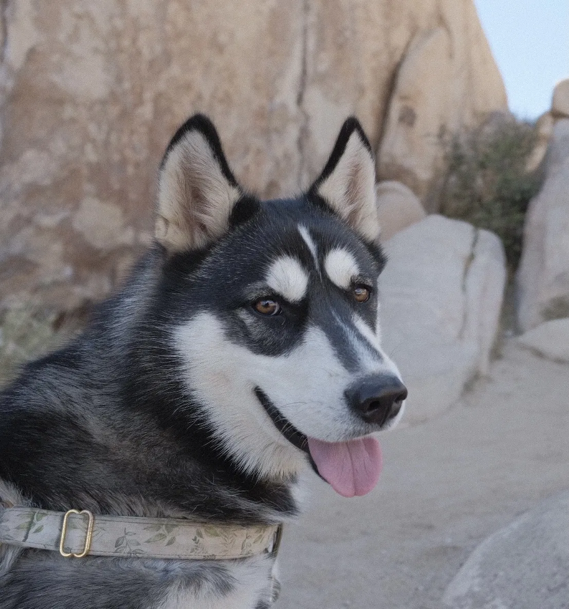Lost dog in Los Angeles, CA, 90031