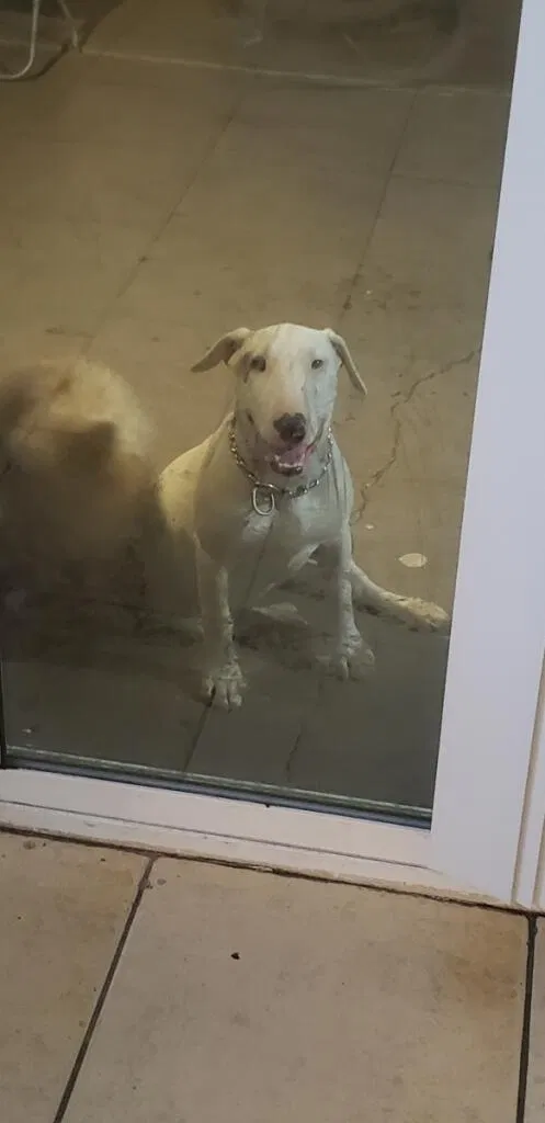 Lost dog in Phoenix, AZ, 85017
