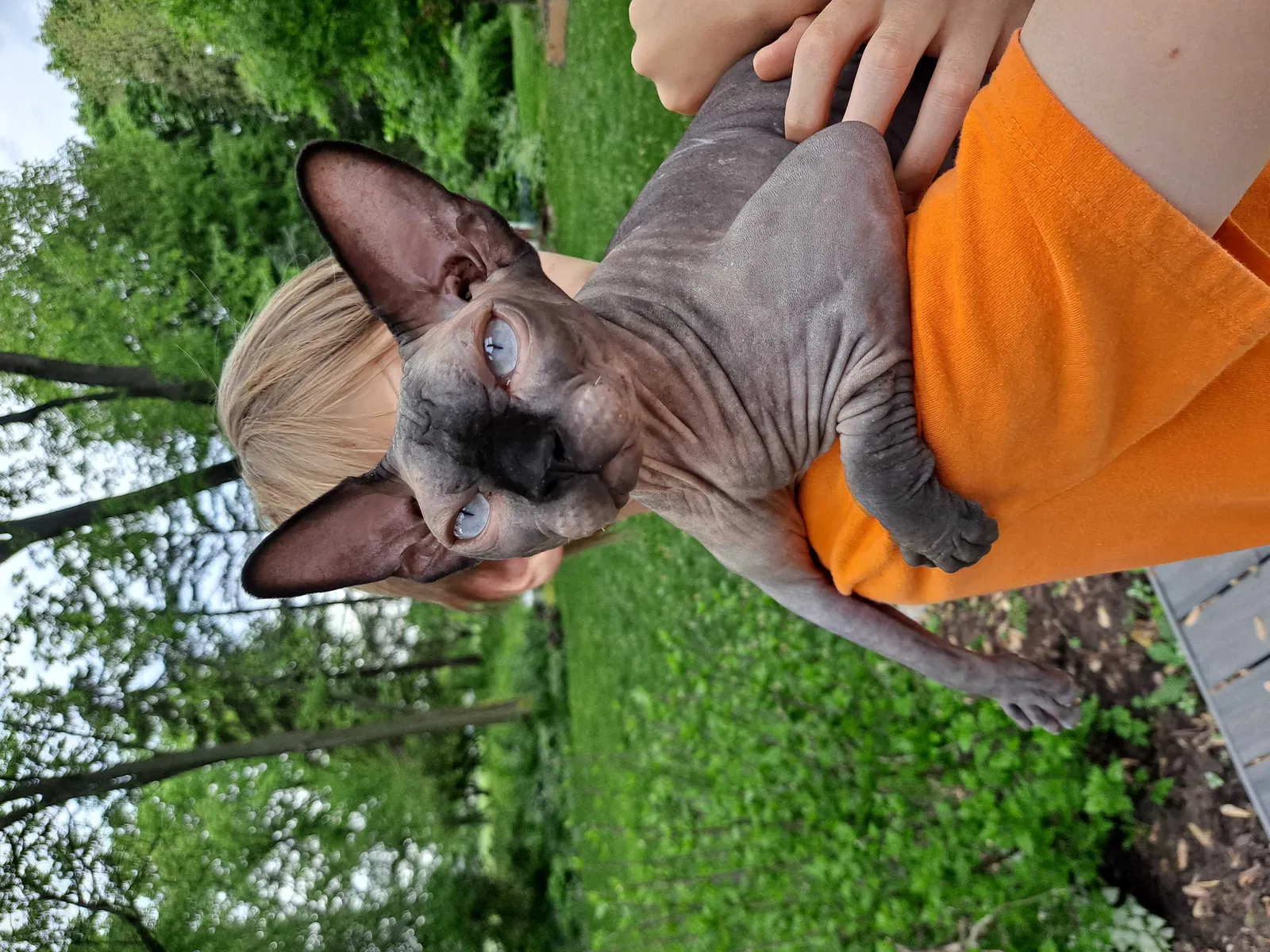 Lost cat in Naperville, IL, 60565