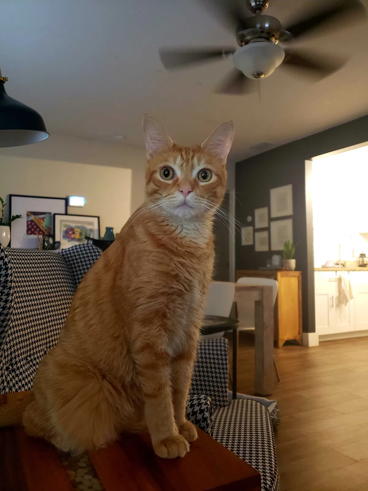 Lost cat in Saint Petersburg, FL, 33707
