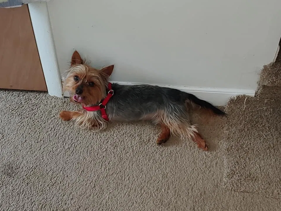 Lost dog in Warren, MI, 48093