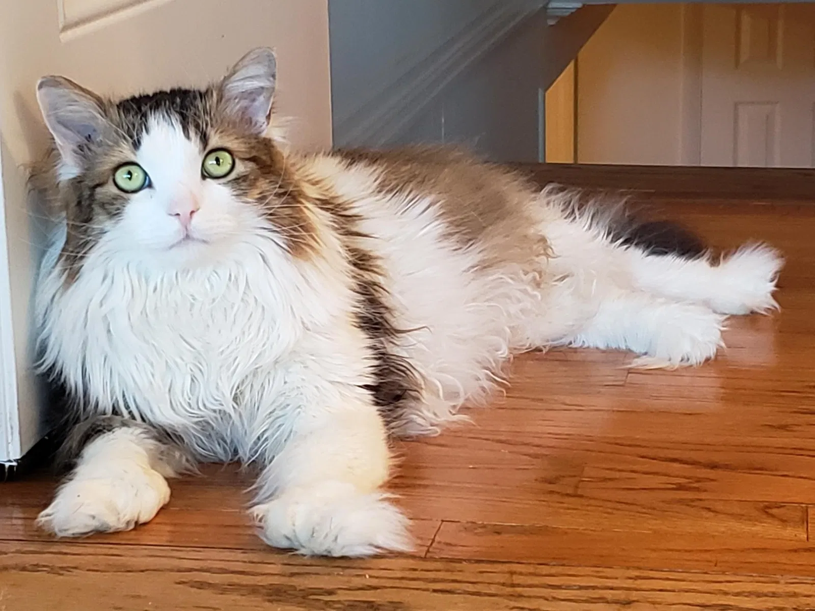 Lost cat in Leesburg, VA, 20176